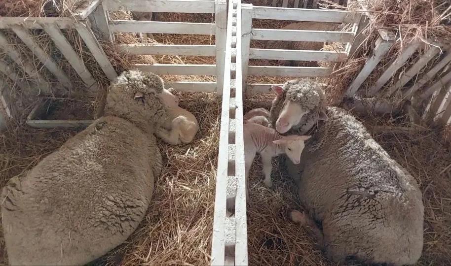 В Ставропольском крае началась окотная кампания