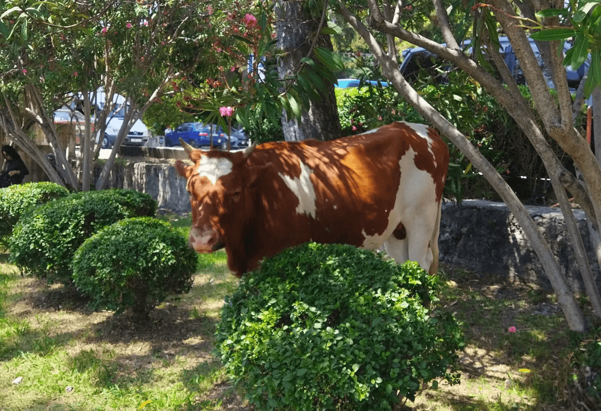 Более 90 тысяч сельскохозяйственных животных защитили от клещей на Ставрополье