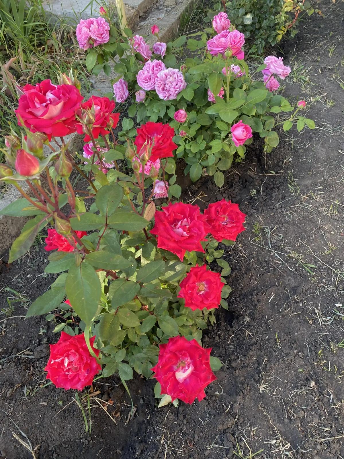 Цветы чувствуют тепло любящих рук