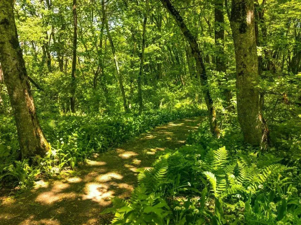 Заказник «Стрижамент» празднует 15-летний юбилей