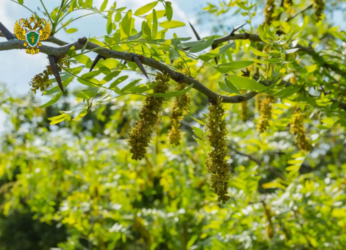 На Ставрополье обеспечили сохранность заказника «Лесная Дача»