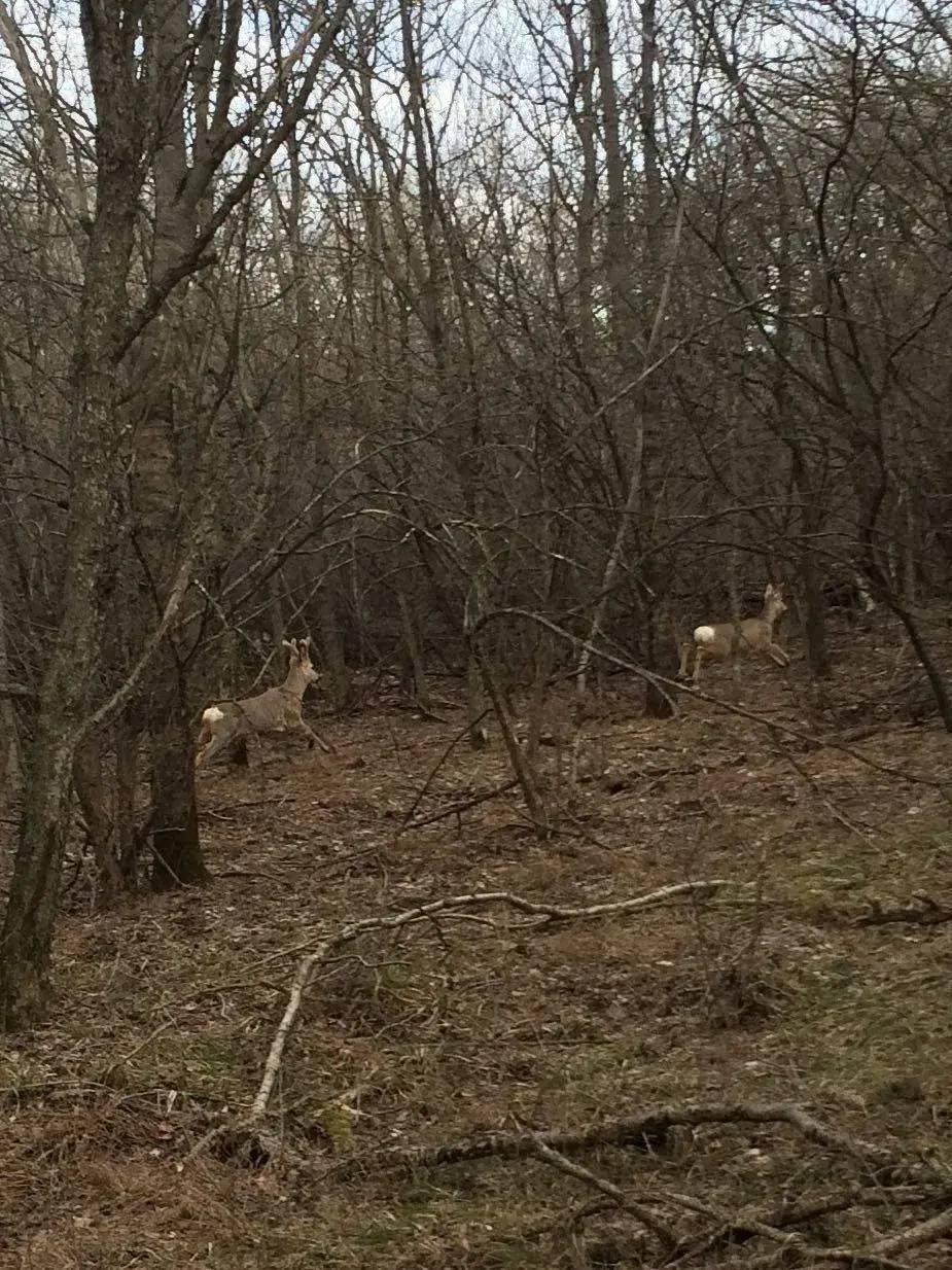 Егеря на Ставрополье начали ежегодный мониторинг по подсчету диких животных