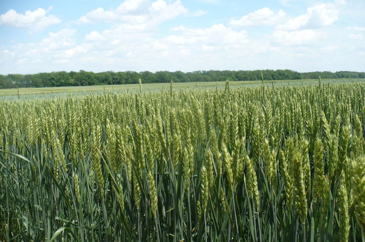 В Минераловодском округе этой весной азотом подкормят озимые сельхозкультуры