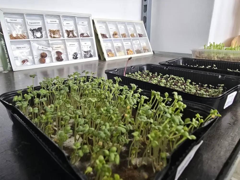 У школьников в станице Марьинской уже зацвели посаженные ими баклажаны