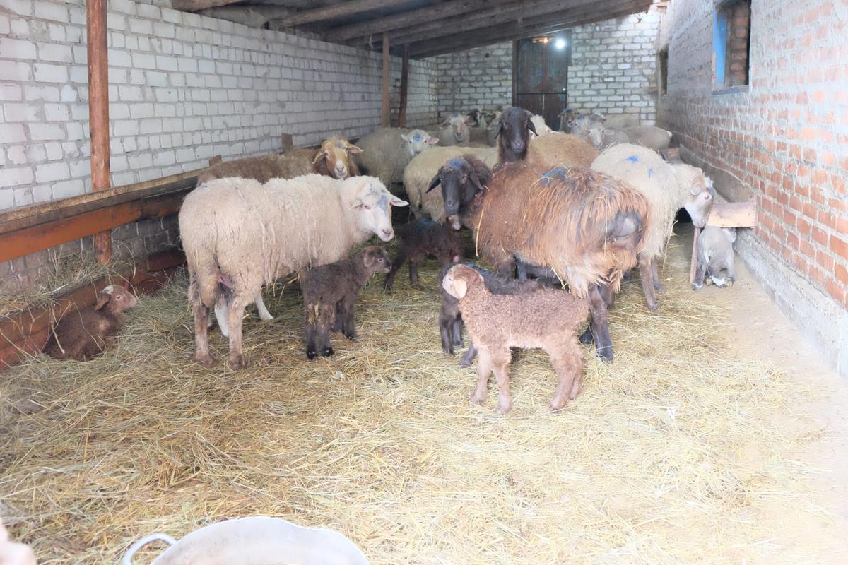 В Кочубеевском округе близится к завершению окот овец