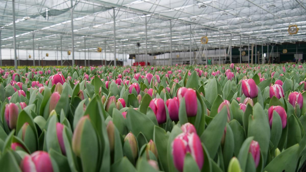 Более 4 млн тюльпанов вырастили на Ставрополье к празднику для всей страны