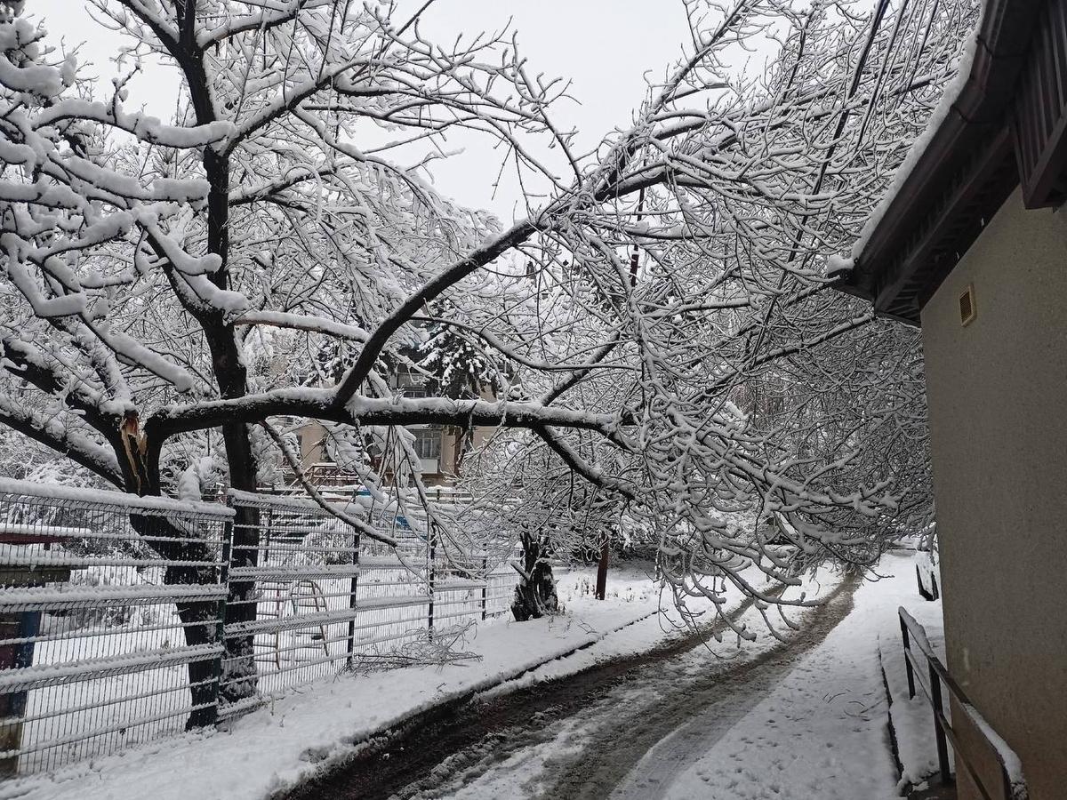 Мартовский снегопад стал причиной падения деревьев в Кисловодске
