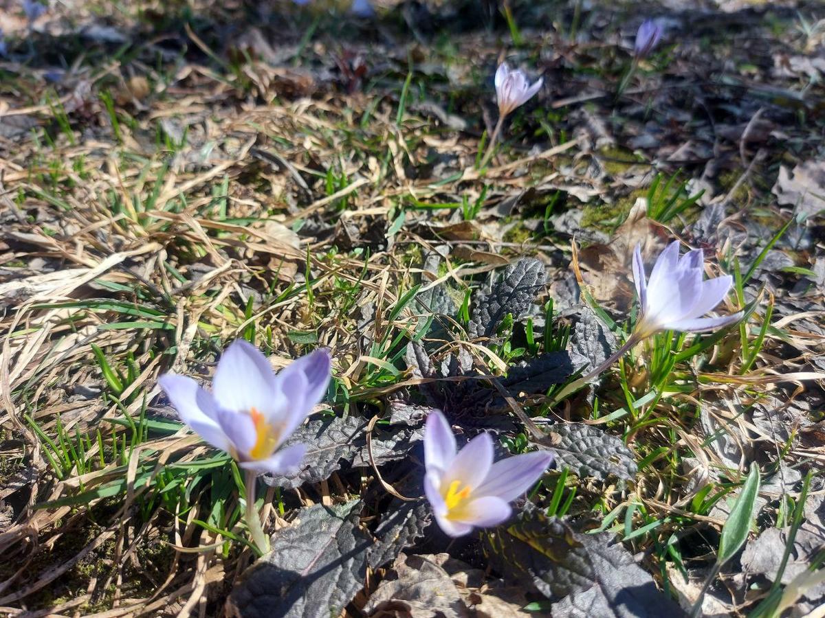 Сильный порывистый ветер на экваторе марта обещают синоптики ставропольцам
