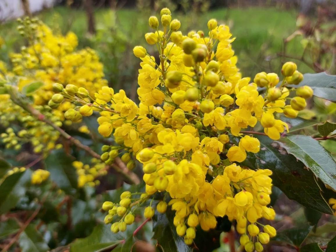 До 26 апреля на Ставрополье прогнозируют ночные заморозки