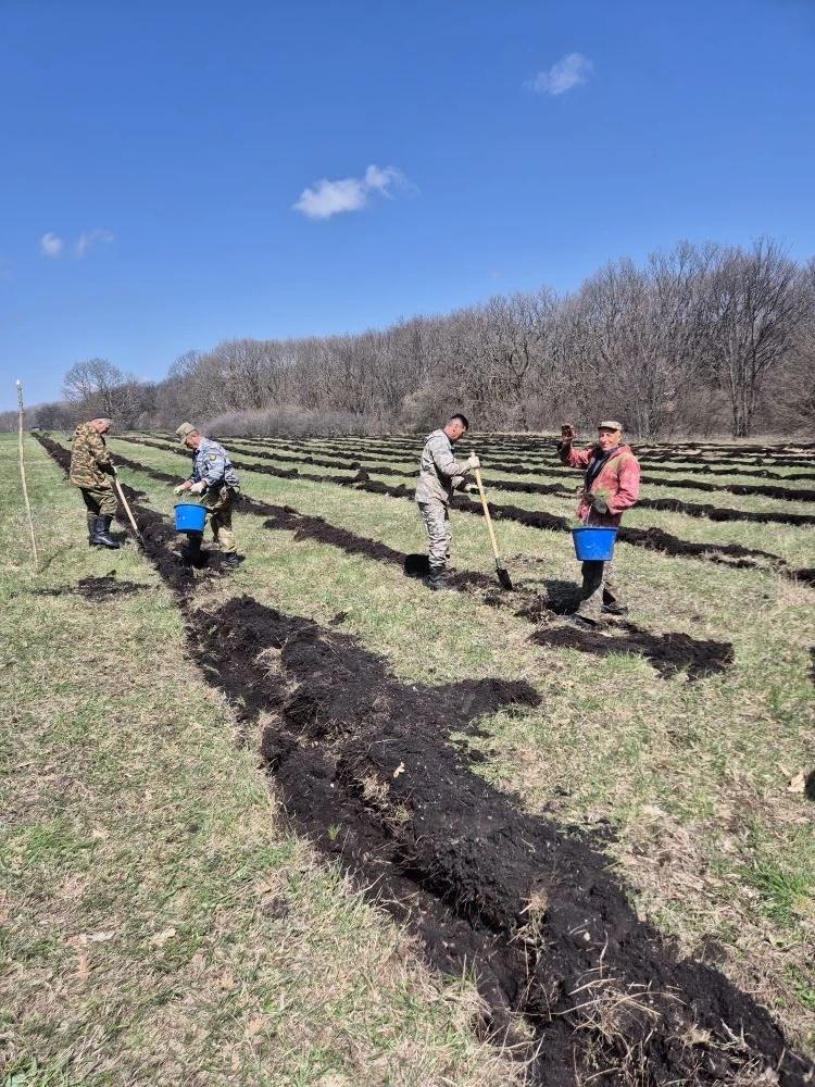 На Ставрополье высадили новый сосновый лес