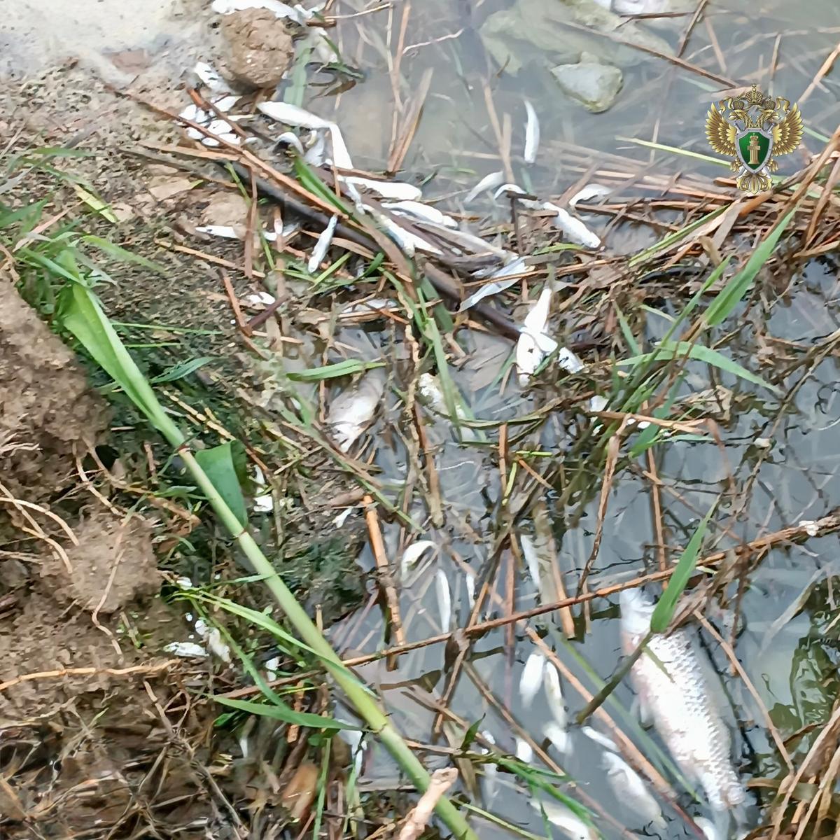 На Ставрополье с водоканала взыскали ущерб за гибель рыбы