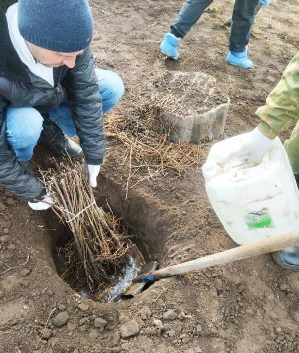 На Ставрополье уже высадили порядка 10 га деревьев