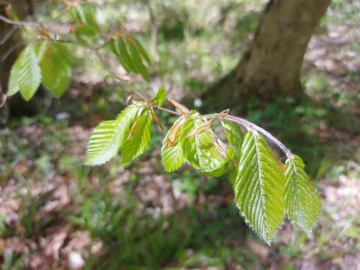 О заморозках в конце апреля предупредили ставропольцев