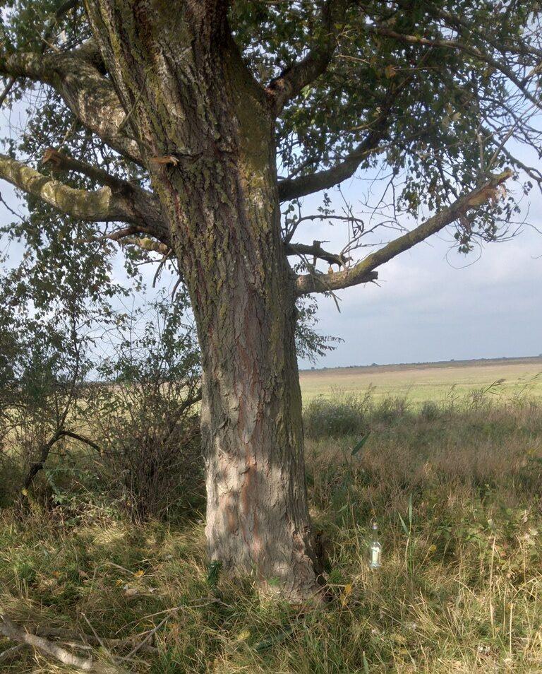 Напавшего на ставропольцев в лесу 19 лет назад разбойника из Махачкалы задержали