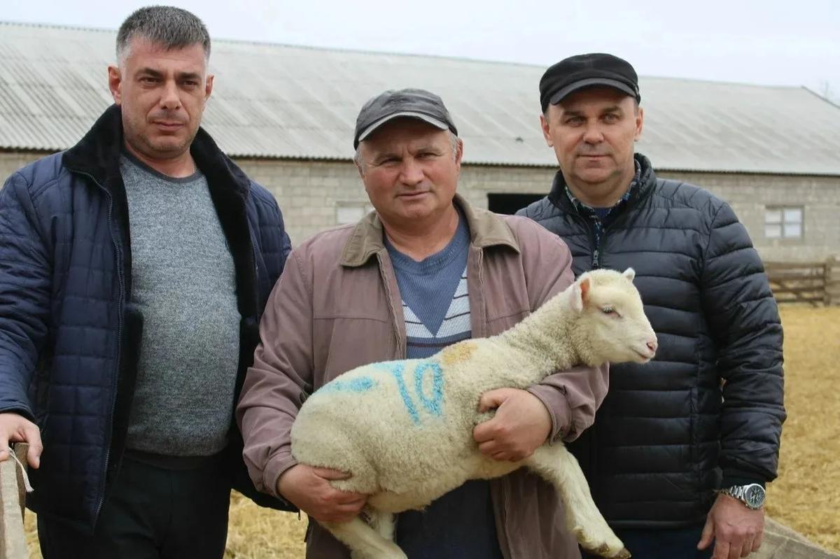 Степновский округ пополнили 3100 ягнят