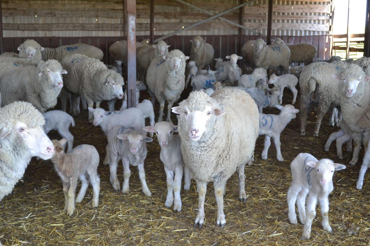 В Апанасенковском округе планируют получить около 23,5 тыс. ягнят и телят