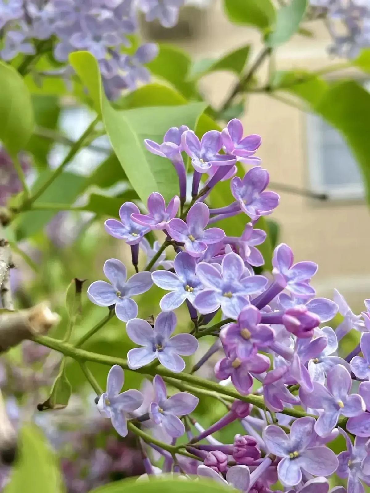 Дождливые и с ночными заморозками первые майские дни ждут ставропольцев