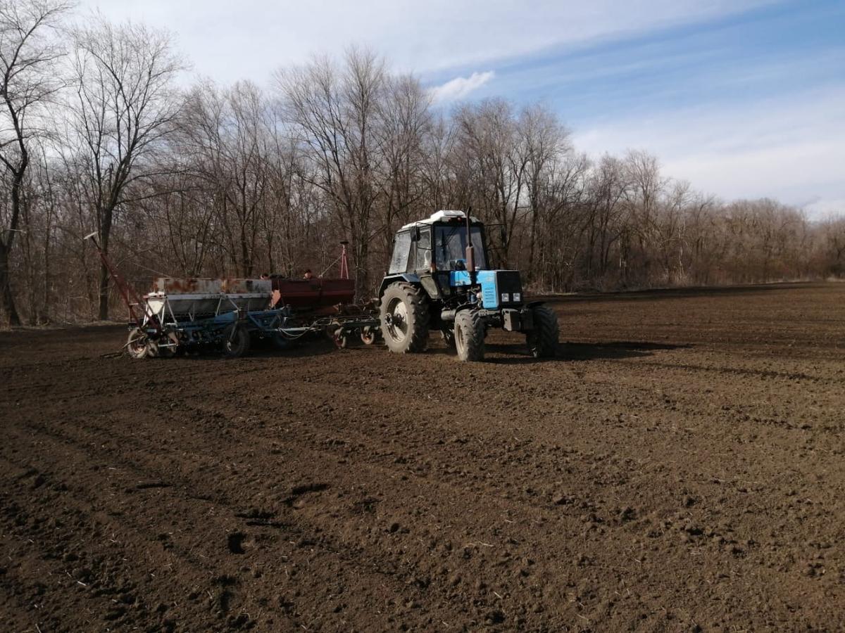 На Ставрополье завершили сев гороха