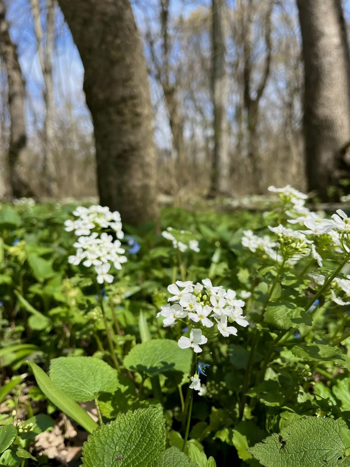 На Ставрополье заработала «горячая линия» по профилактике клещевых инфекций