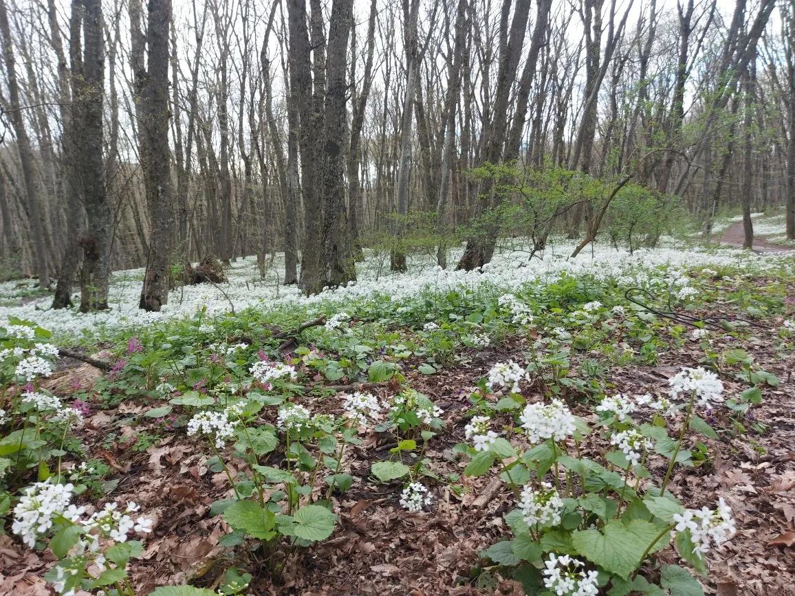 Еще на три дня продлили предупреждение о заморозках на Ставрополье