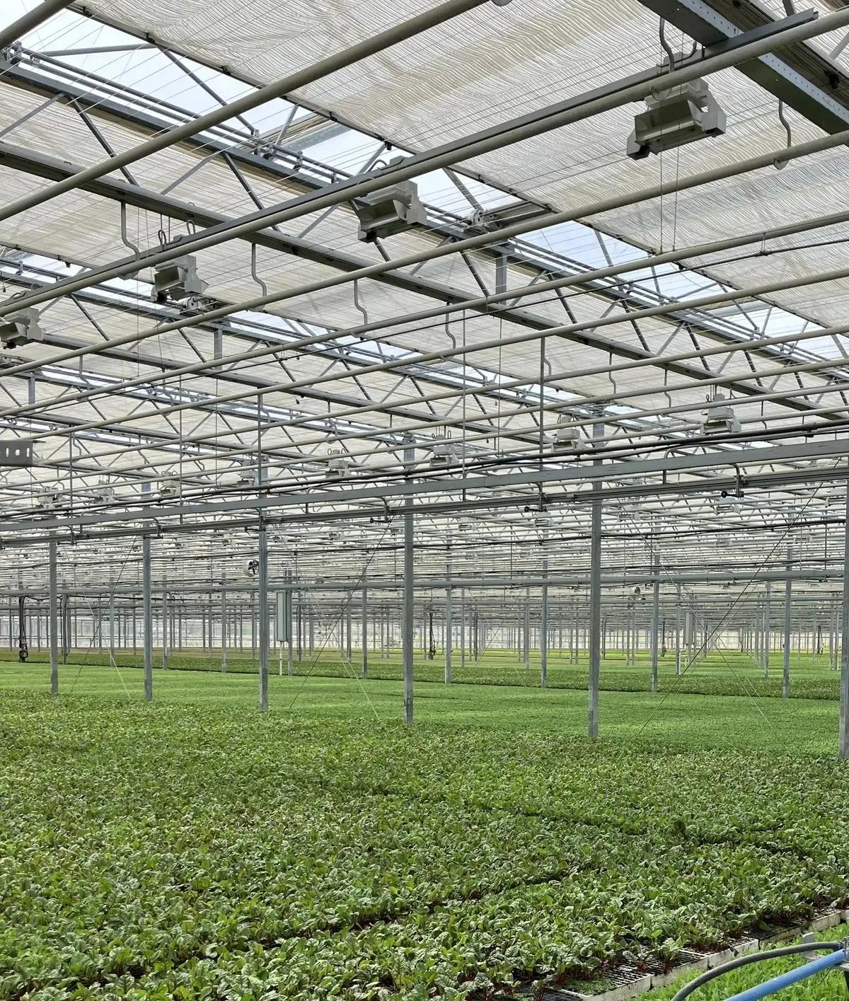 На Ставрополье тепличный комплекс повысил эффективность работы