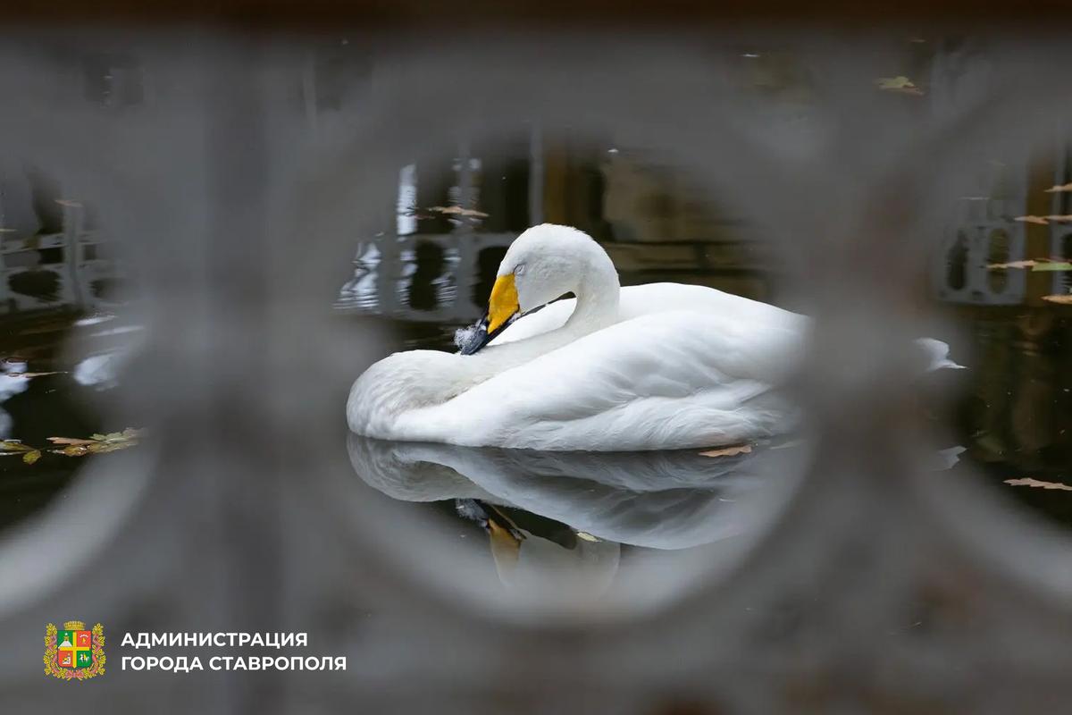 В водоём Центрального парка Ставрополя вернулась пара белых лебедей из зоопарка
