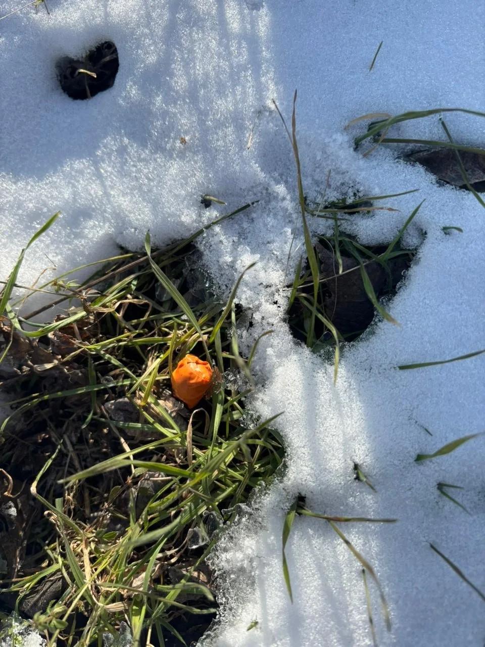 В Невинномысске будут судить закладчика наркотиков