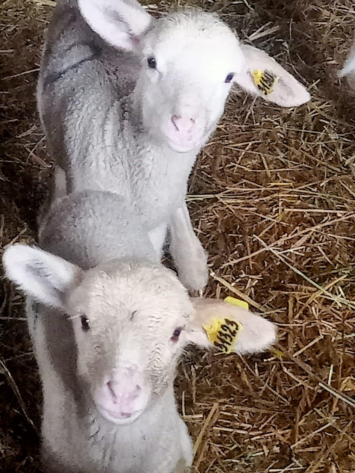 На Ставрополье c января получили более 253 тысяч ягнят