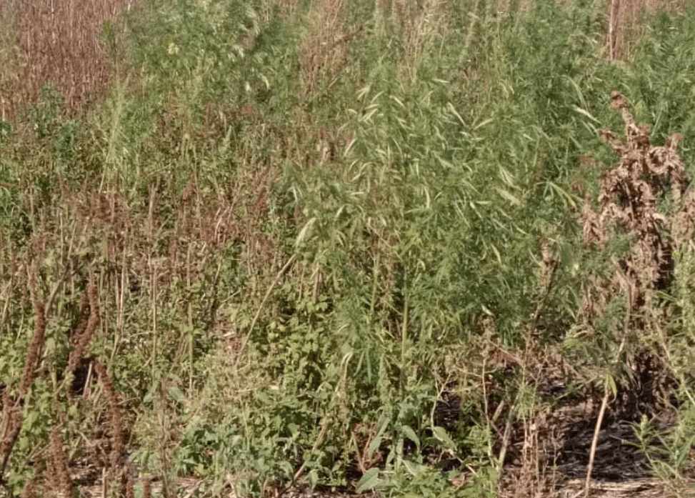 Ранее наказанный за то же самое житель станицы Марьинской хранил дома марихуану