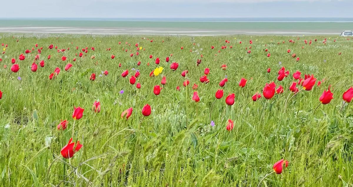 Фестиваль тюльпанов: праздник для глаз и души