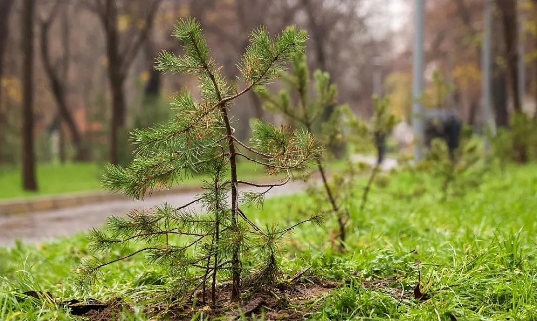 В Предгорном округе завершили весенние работы по восстановлению лесов