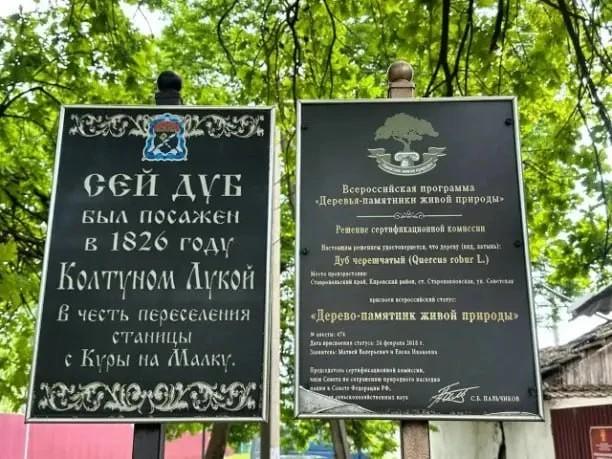 На Ставрополье благоустроят территорию 200-летнего дуба