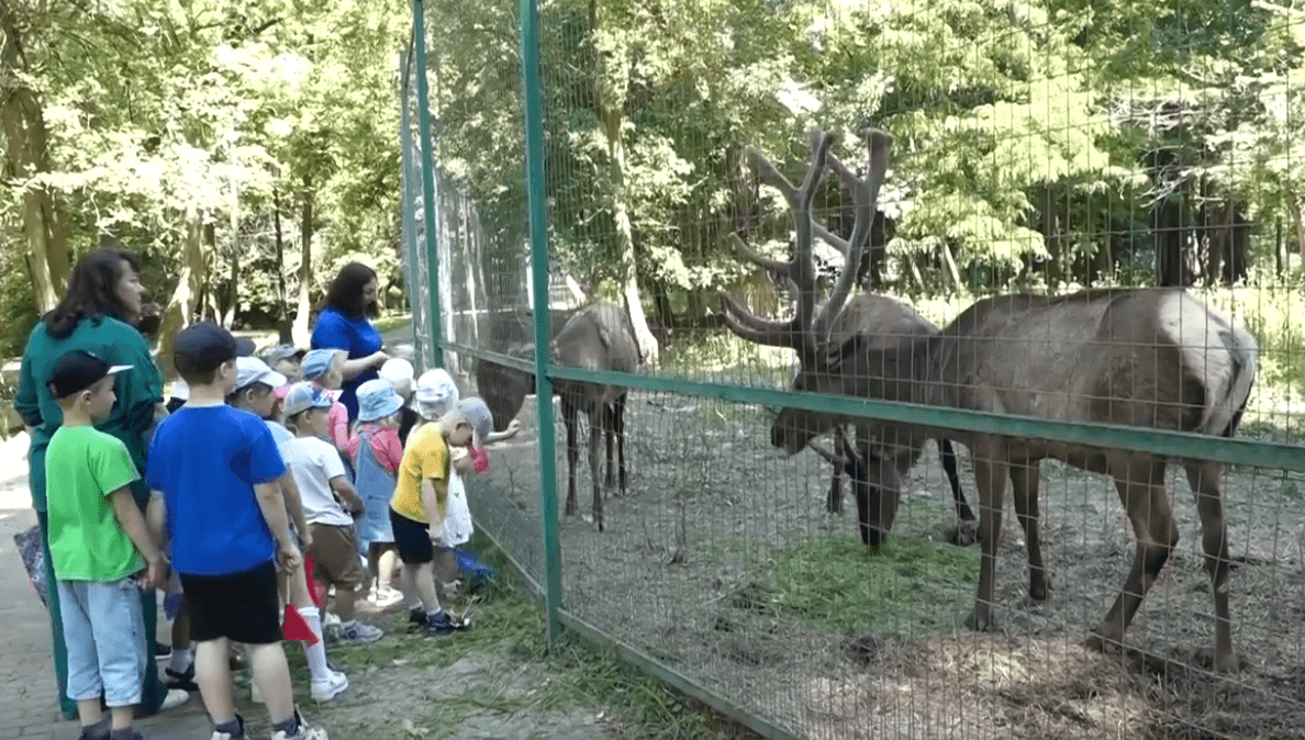 Олени в невинномысском парке проходят сезонную линьку