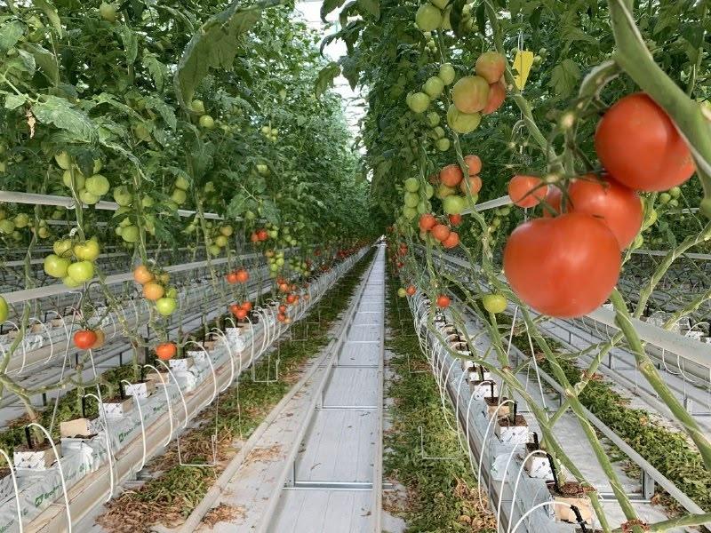 В Предгорном округе растёт производство томатов