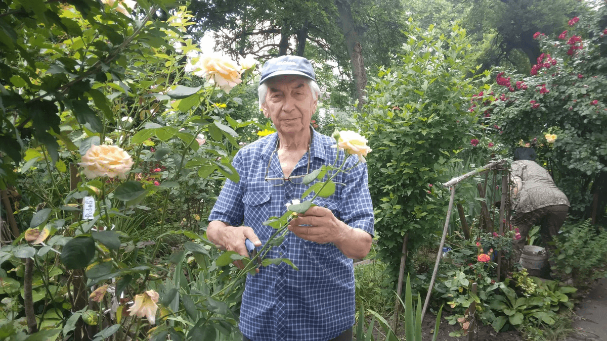 Цветущий розарий вдоль магистрали