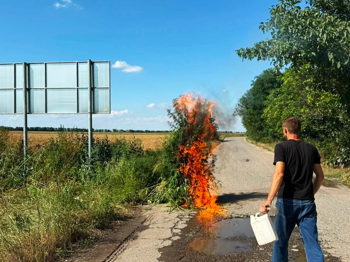 Полицейские активно уничтожают дикорастущую коноплю на территории Ставрополья
