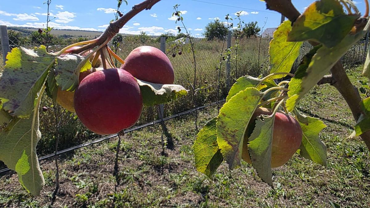 Первый урожай собрали в двух заложенных прошлой осенью школьных садах в селе Юца