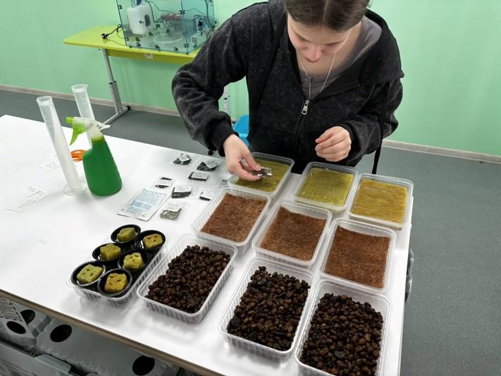 Ученики 7 класса в Апанасенковском округе практикуют гидропонику