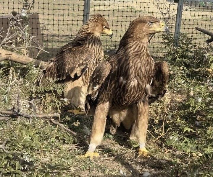 Изъятых орлов в Пятигорске отправили в Ставропольский реабилитационный центр