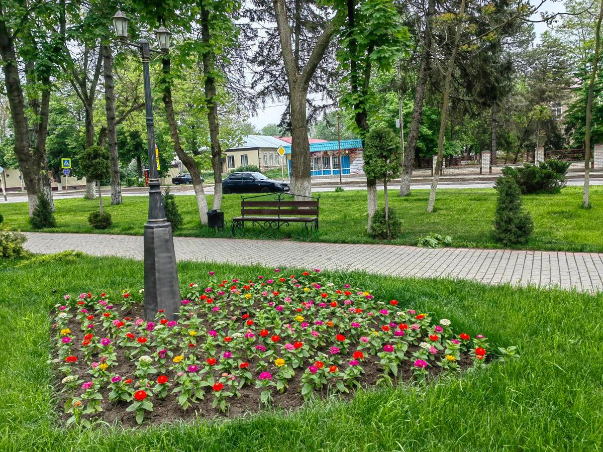 На клумбах большой станицы Курской появится более девяти тысяч цветов