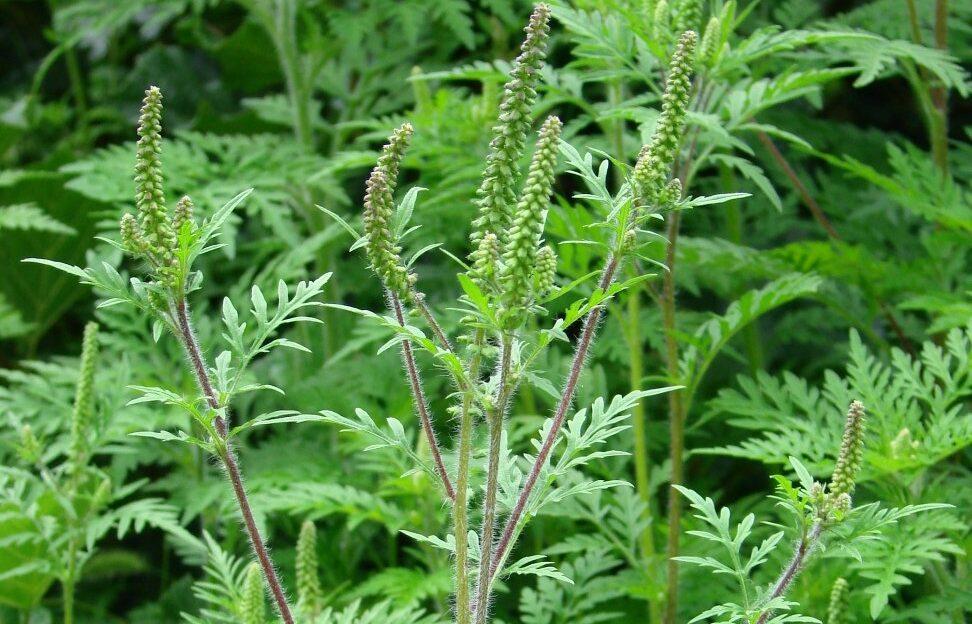 За май площади амброзии на Ставрополье увеличились на 7 тысяч га