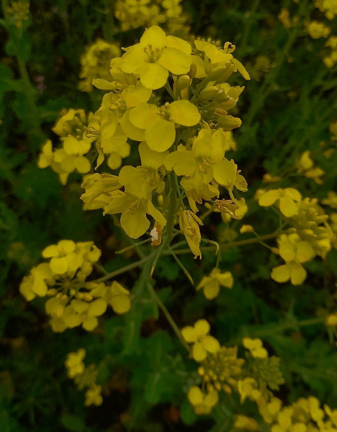 День поля станет возможностью развития сельского хозяйства Ставрополья