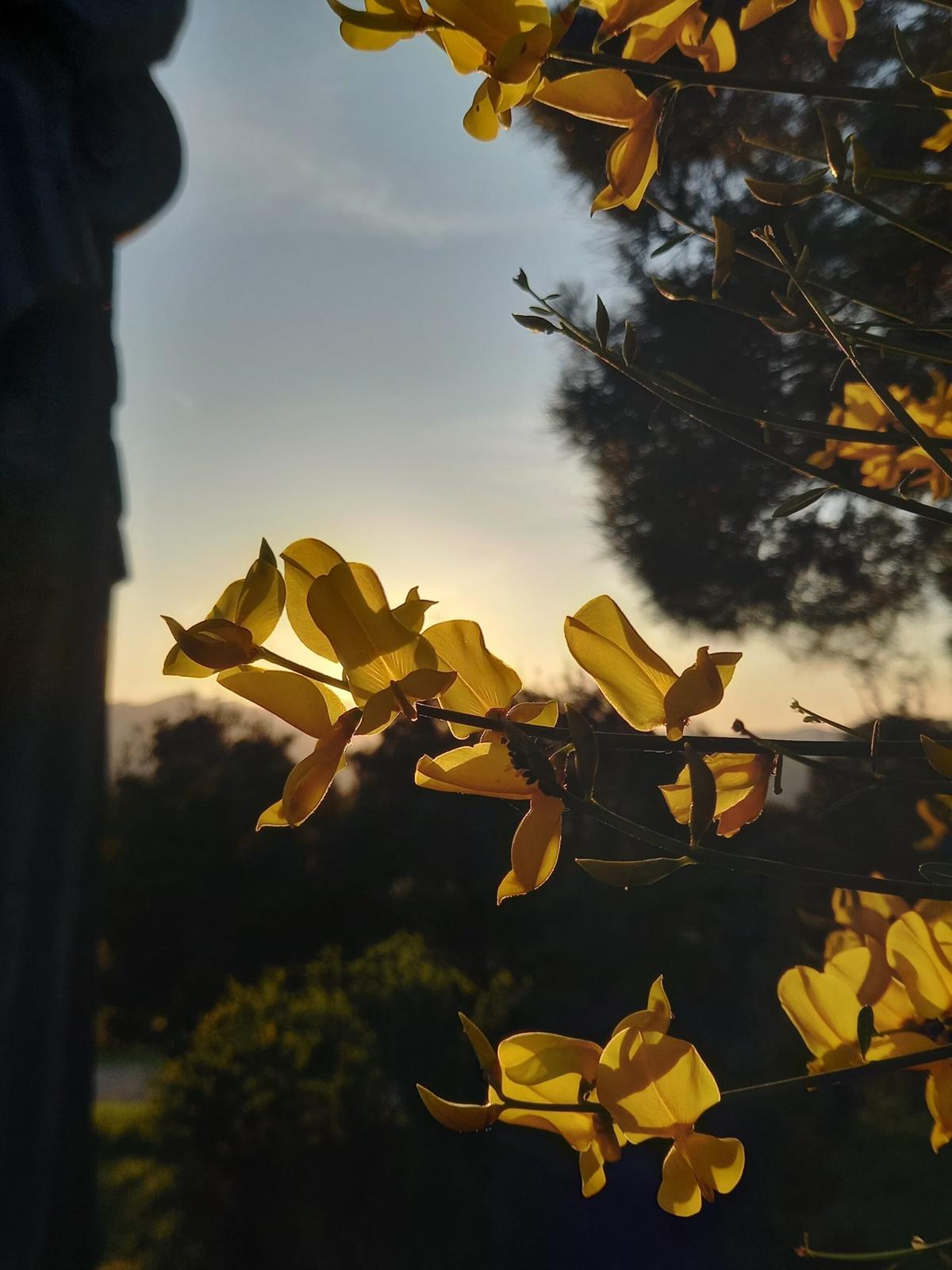 В Ставрополе начинается ежегодный фестиваль городских цветников