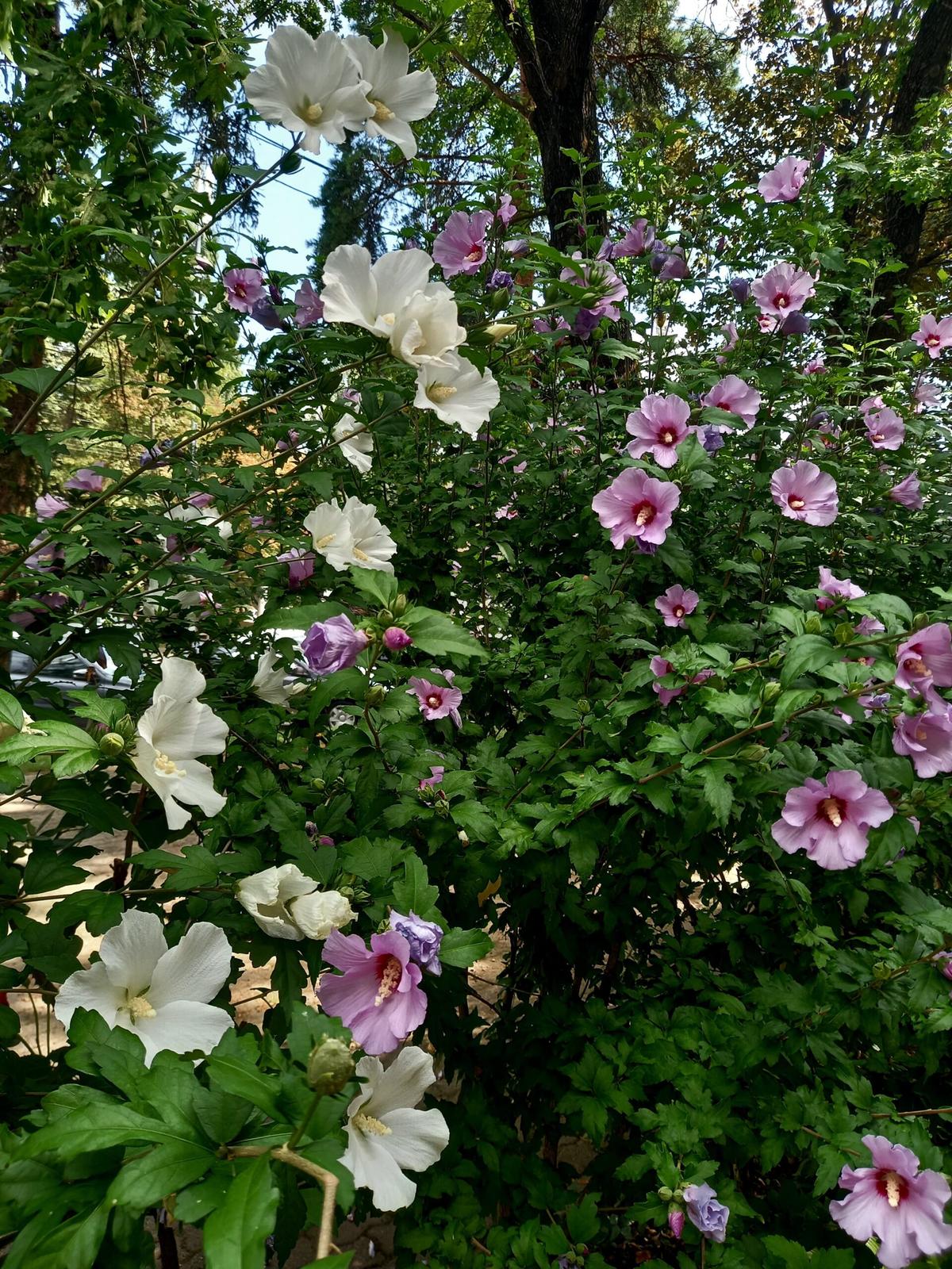 Более 70 садоводов Ставрополя пожелали участвовать в фестивале цветников