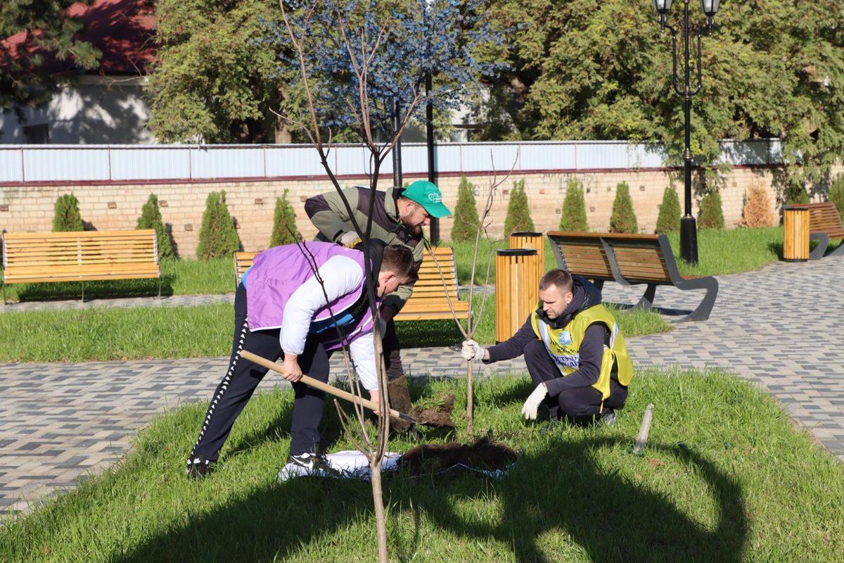 В Сквере молодожёнов в Ипатово высадили молодые деревья