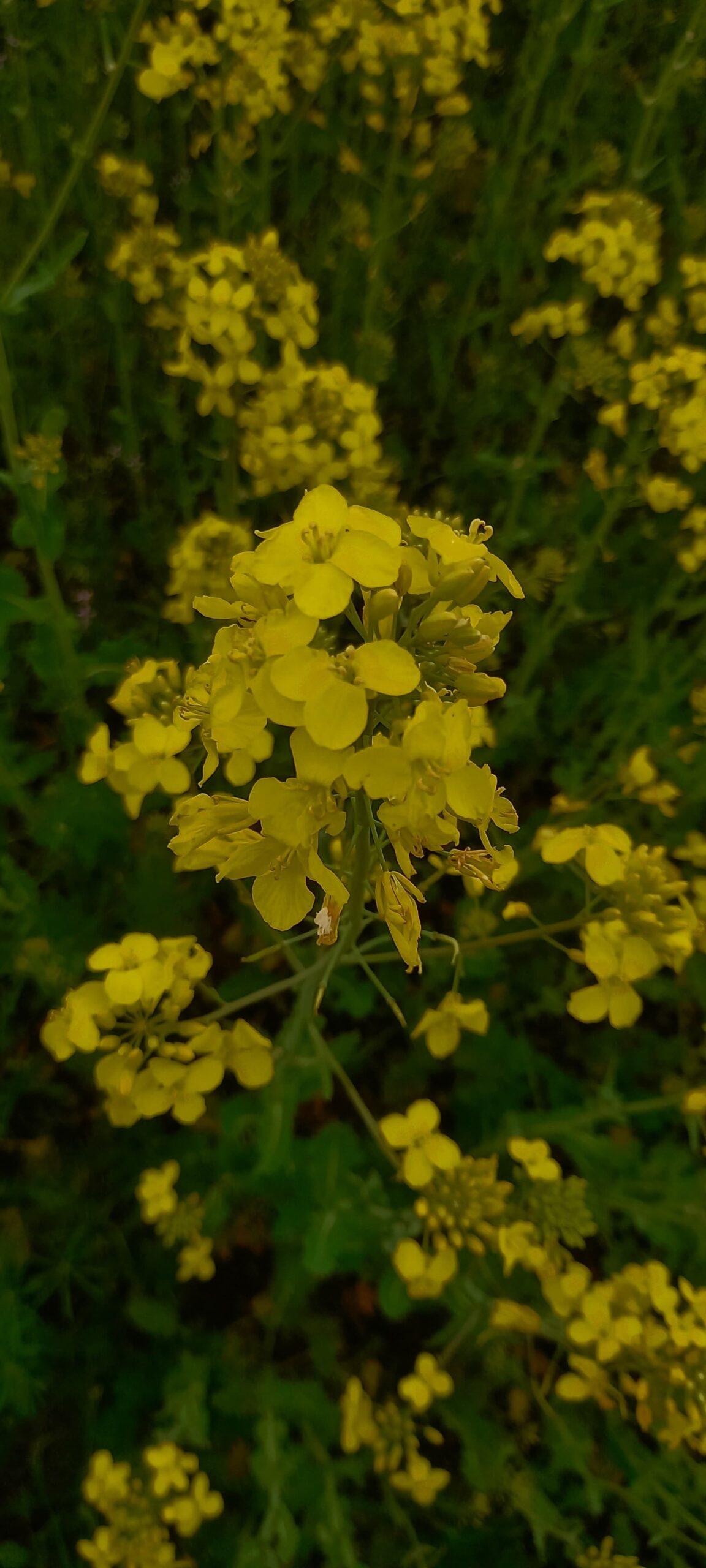 Сев озимых на Ставрополье благополучно завершился