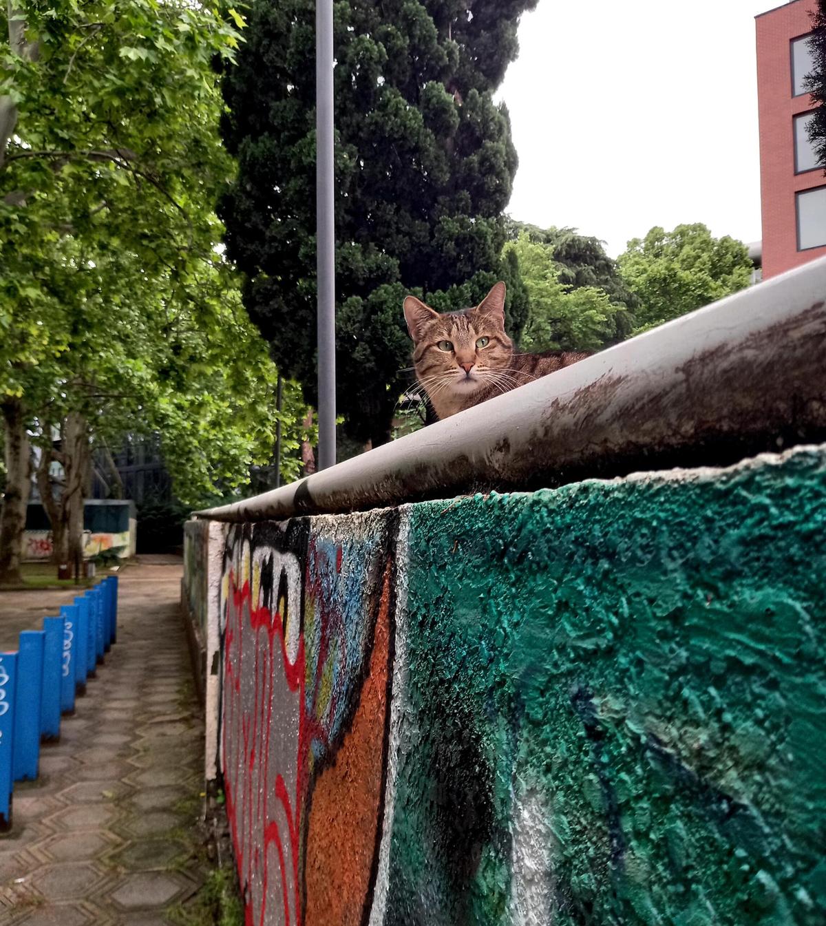 В Ставропольском крае направлено в суд уголовное дело о жестоком обращении с животными