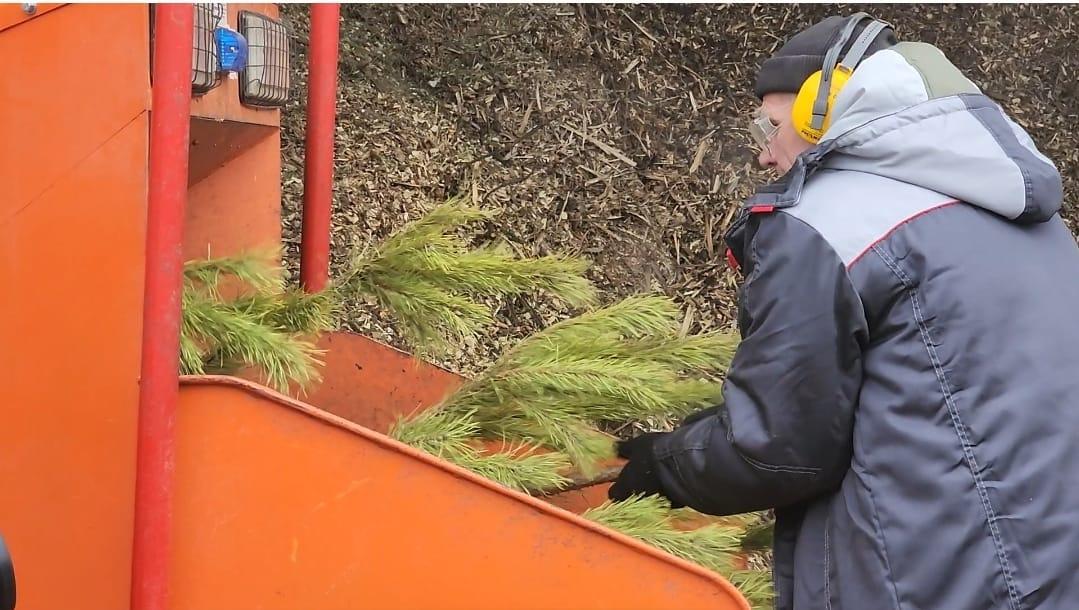 Ёлки после Нового года отправляют на переработку на Ставрополье