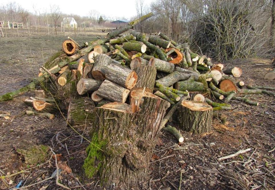 Более 40 деревьев спилил около детской площадки житель хутора на Ставрополье