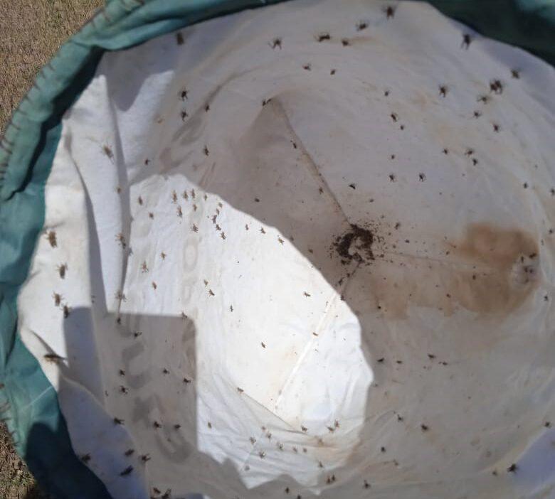 На полях Ставрополья появилась мароккская саранча